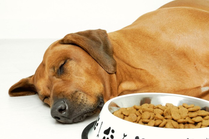 寝ている茶の垂れ耳の犬、ごはん食べない