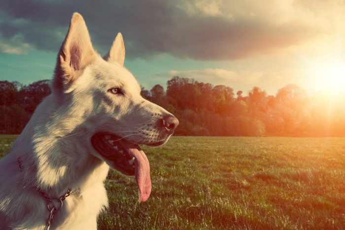 陽の光を背景に草原にいる白い犬の横顔