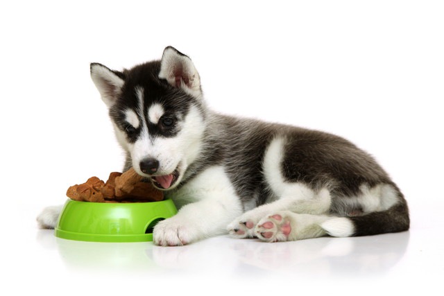 フードを食べるシベリアンハスキーの子犬
