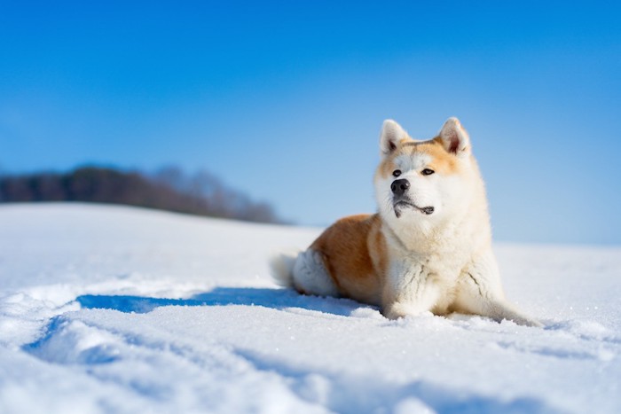 雪の上に伏せている秋田犬