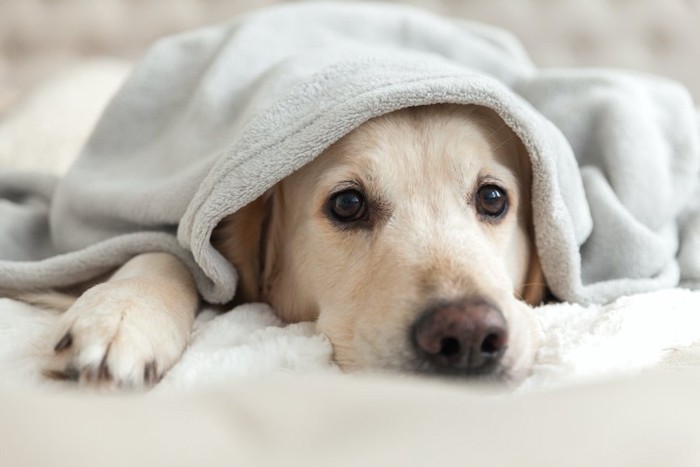 毛布にくるまって寝そべる犬
