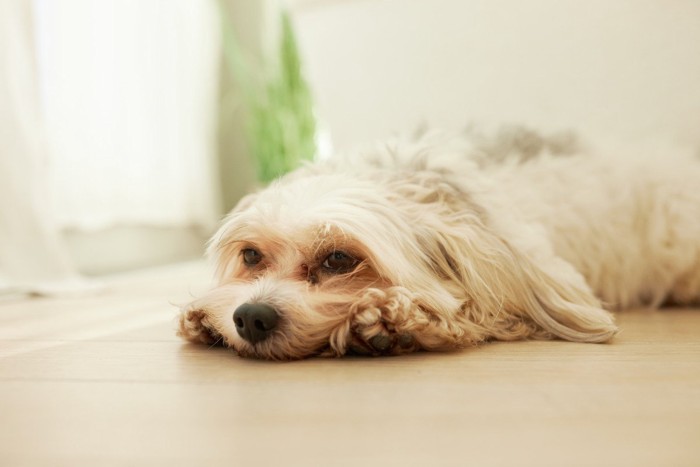 床にぺたりと伏せる白い長毛の犬