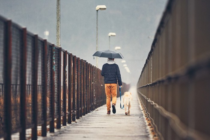雨の中散歩する犬と男性