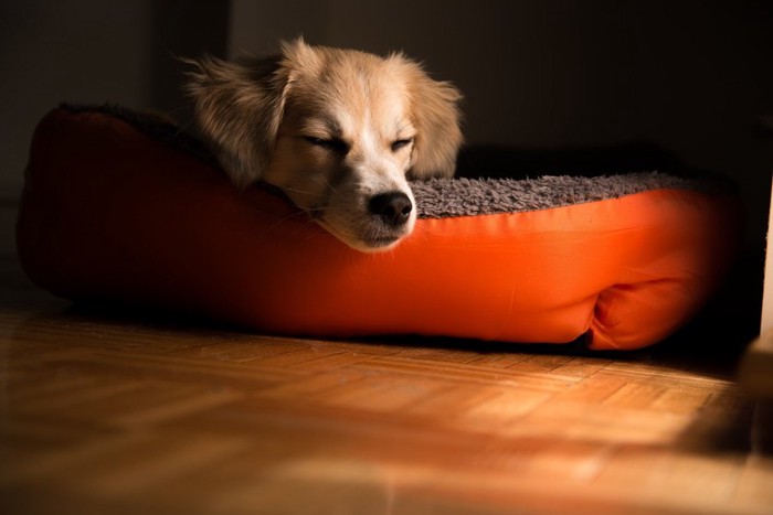 オレンジのベッドで寝る犬
