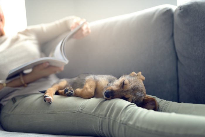 本を読む飼い主の足の上で眠る子犬