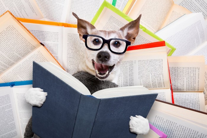 読書家の犬