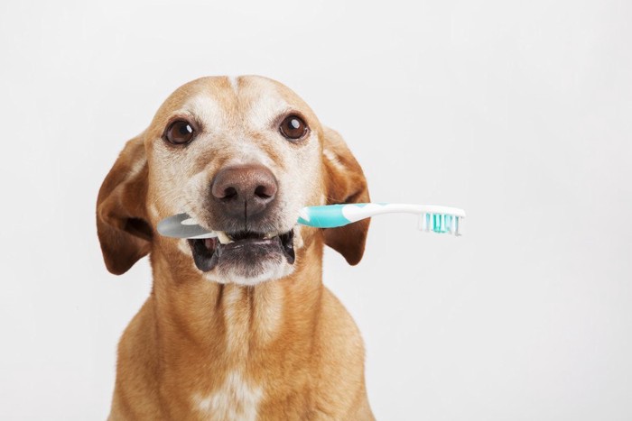 歯ブラシをくわえている犬