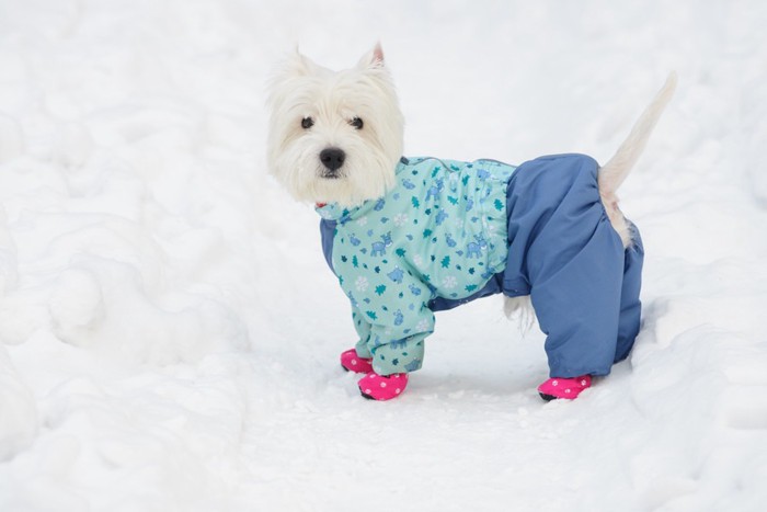 雪の中にいる洋服を着た犬