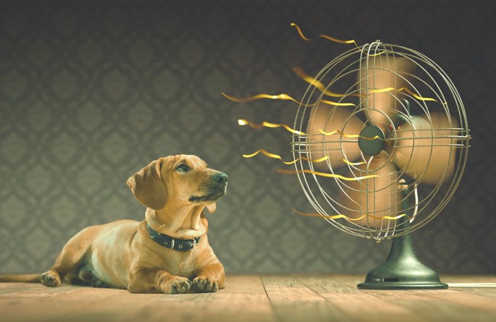 扇風機を見つめながら涼んでいる犬