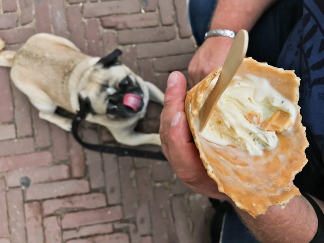 アイスクリームを見上げる犬