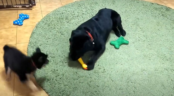 黄色いオモチャで遊ぶ犬2頭