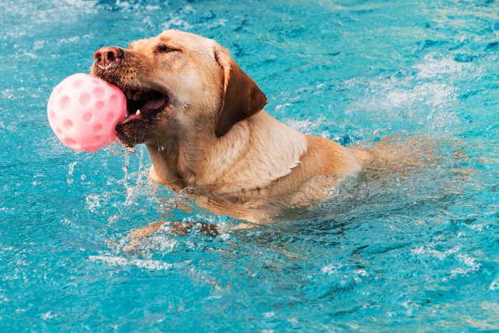 おもちゃをくわえて泳ぐ犬