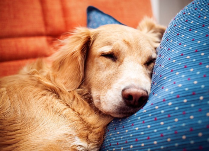 ソファーで寝ている犬