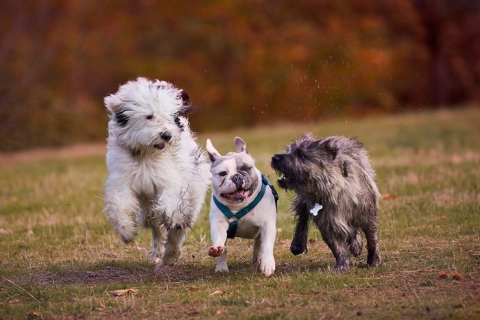 一緒に走る三頭の犬