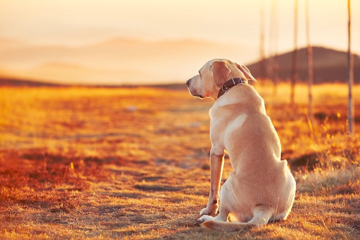 夕陽と座っている犬の後ろ姿