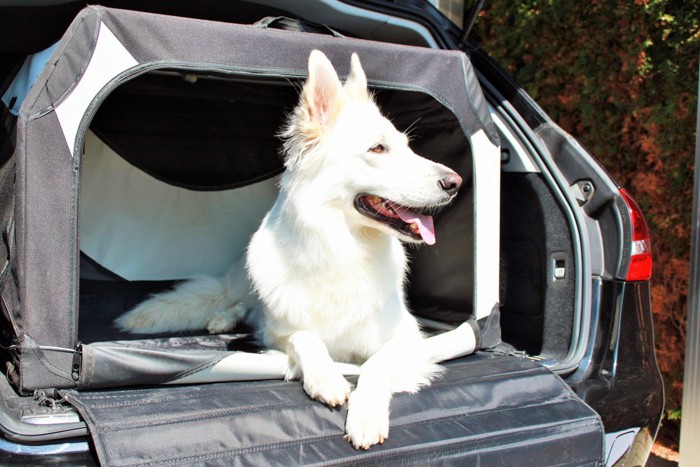 車のトランクで寛ぐ白い犬