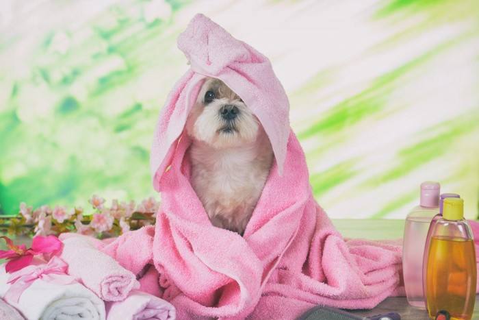 ピンクのタオルに包まれている犬