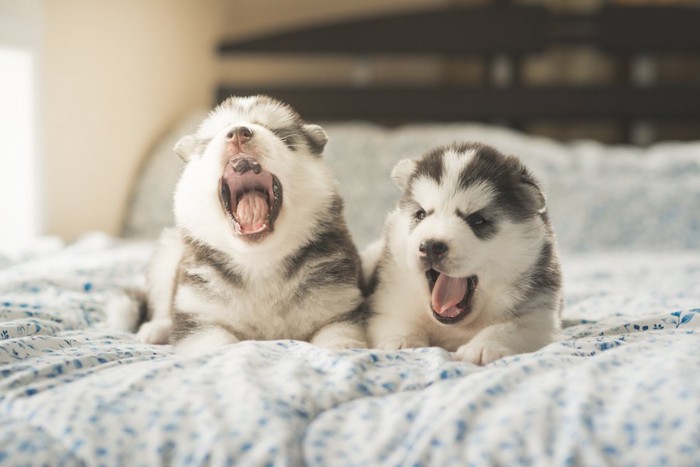 ベッドの上であくびをする二匹の子犬