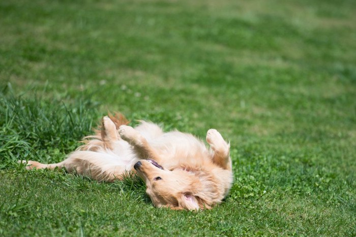 フワフワした草の上で寝ている犬