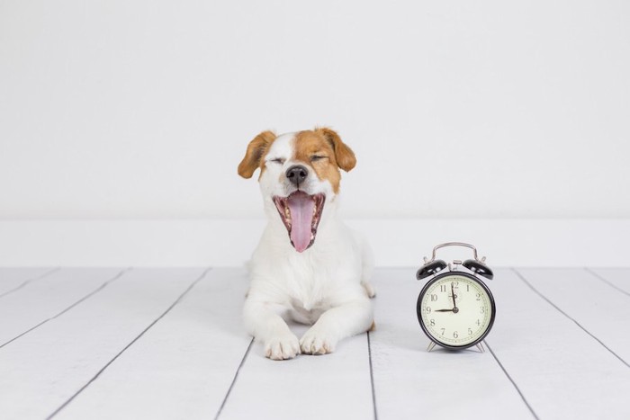 めざまし時計の横であくびをする犬