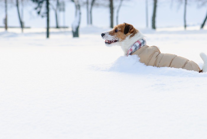 雪に埋もれる犬