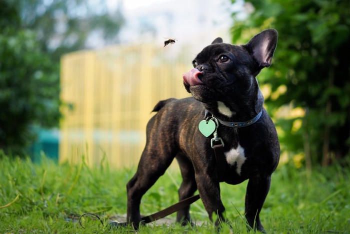 飛ぶ虫と舌を出して見る犬
