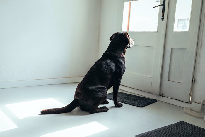 玄関でオスワリをして待つ犬