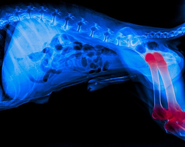 犬の関節のレントゲン写真