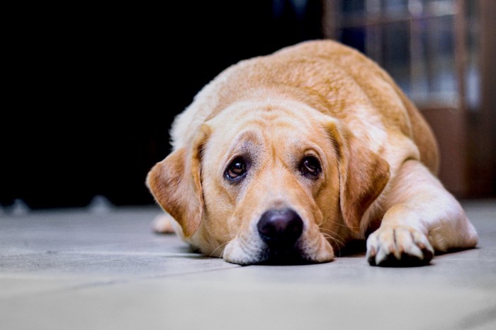 悲しそうな表情の犬