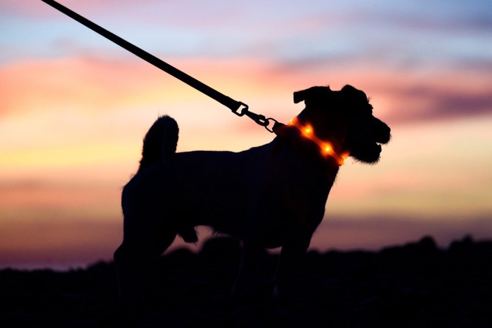 光る首輪をつけて夜間散歩する犬