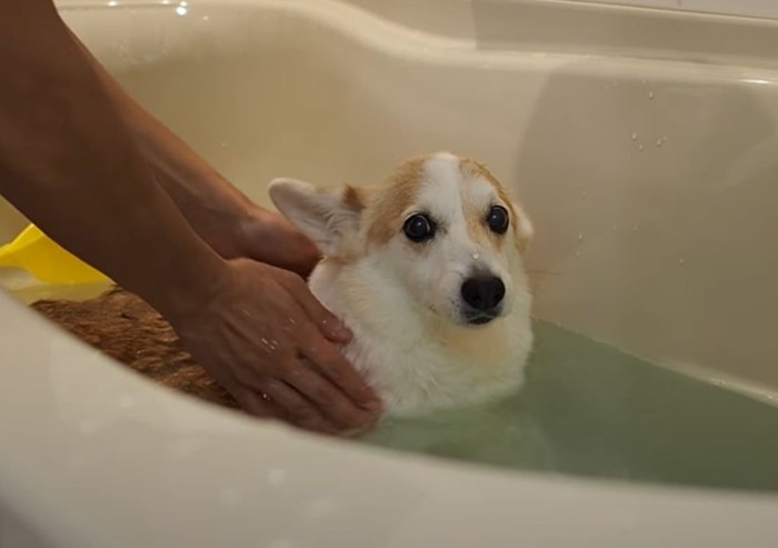お風呂に浸かる犬