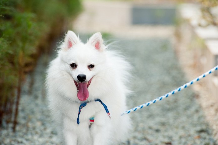 お散歩する白い犬、舌を出している
