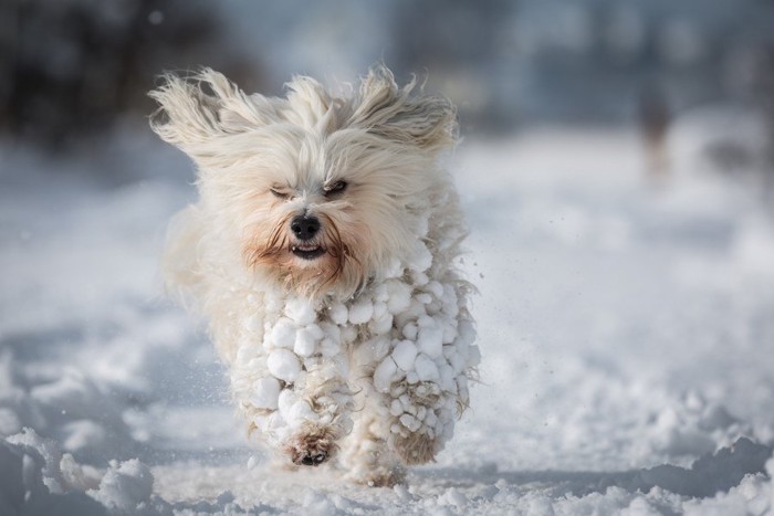 カラダに雪玉をつけて走る犬