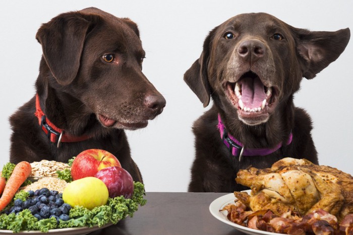 様々な食材と黒い2頭の犬