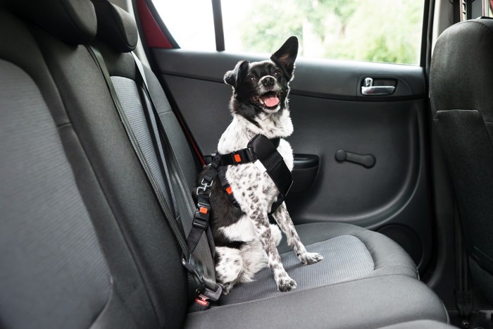 車内でシートベルトをする犬