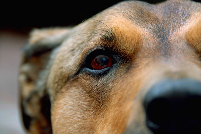 茶色の犬の目と鼻のアップ