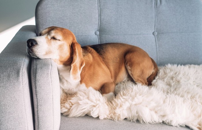 ソファーで休む犬