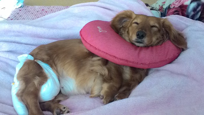 愛犬がエリザベスカラーをしながら寝ているシーン