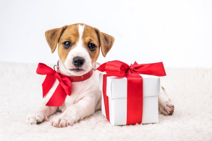 子犬とプレゼント