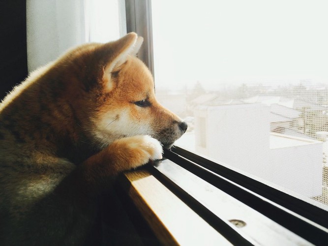 窓の外を寂しげに見つめる子犬