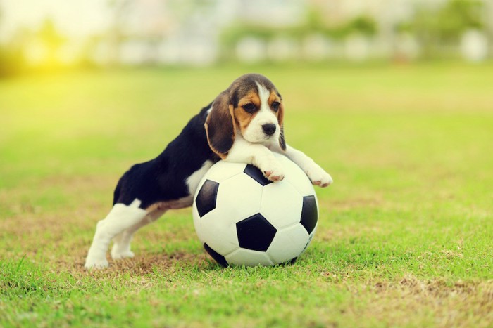 芝生でボールを抱えて遊ぶ犬
