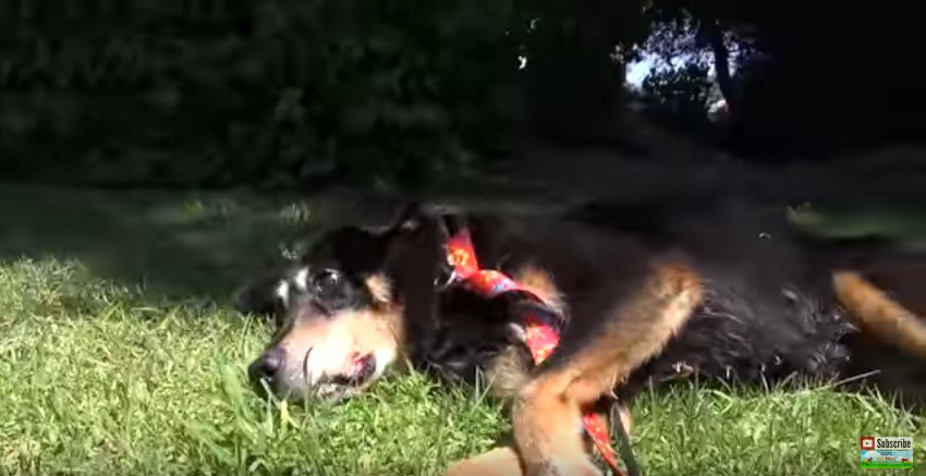 ；草の上に寝る犬