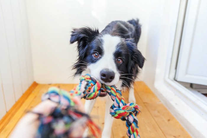 ロープ状のおもちゃを飼い主と引っ張り合う犬