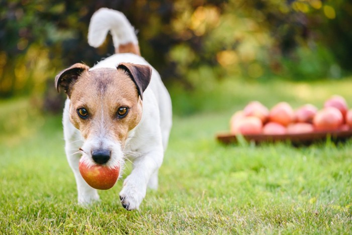 りんごをくわえて走る犬