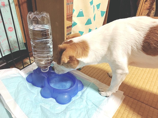 ペットボトル型給水器を見つめる犬
