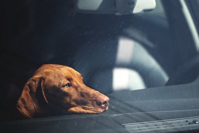 暑い車内に取り残されて暑そうにしている犬