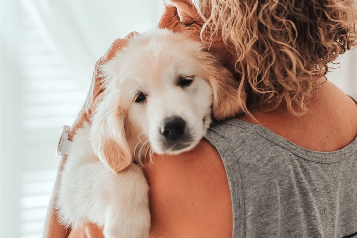 女性に抱っこされるゴールデンレトリバーの子犬