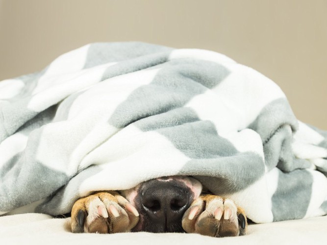 毛布に潜り込む犬