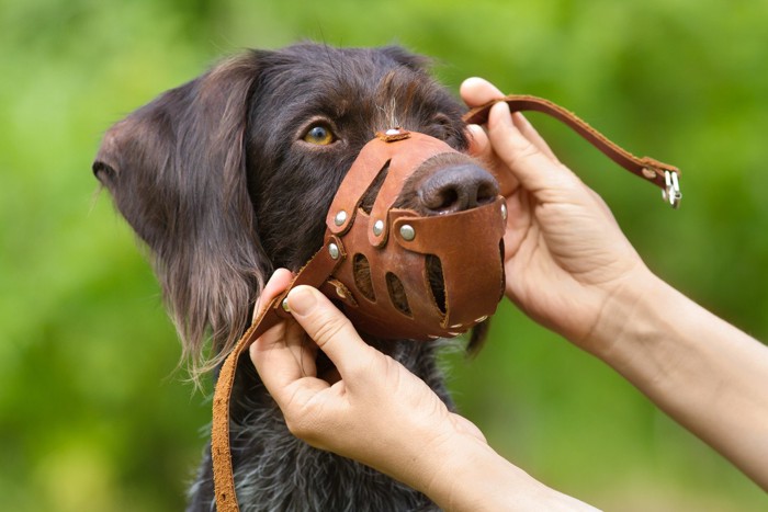 革製の口輪を着ける垂れ耳の犬