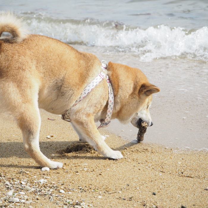 #潮芦屋ビーチで遊ぶ犬#